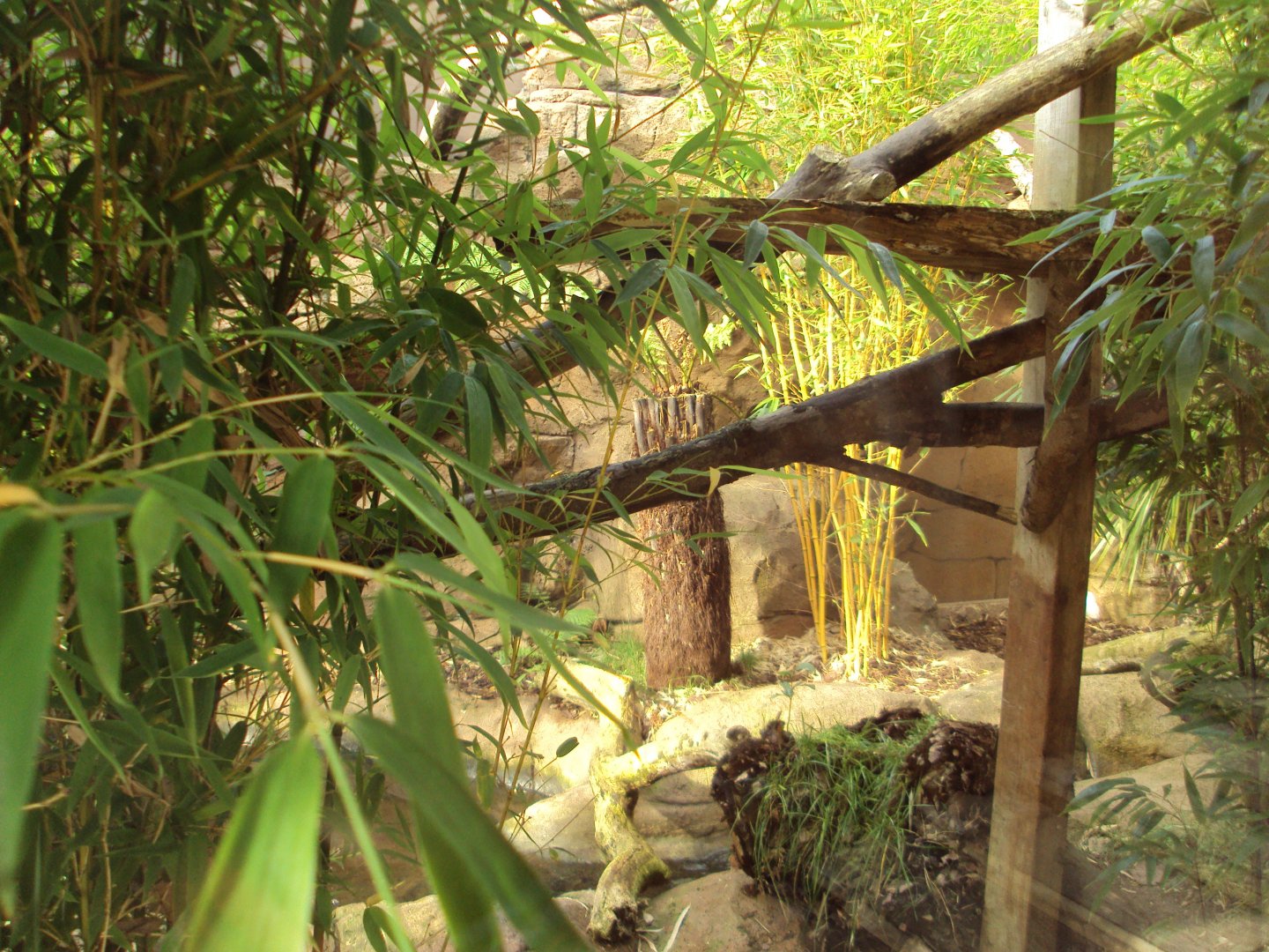 View of part of Fishing Cat enclosure 31/10/2019