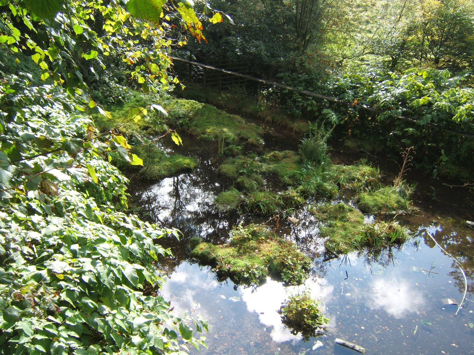View of part of Giant Otter enclosure