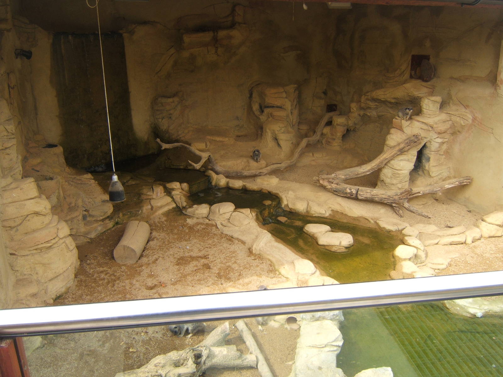 View of part of Meerkat enclosure
