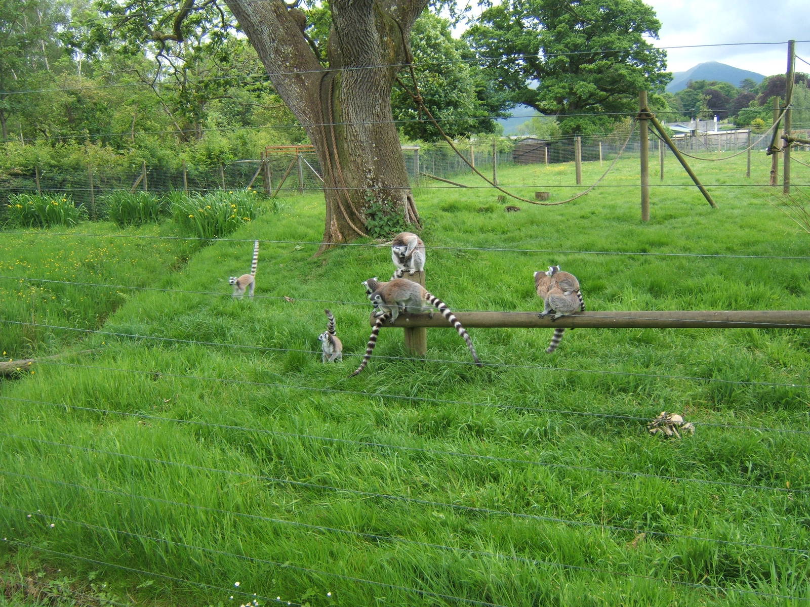 View of part of Ring-tailed Lemur enclosure