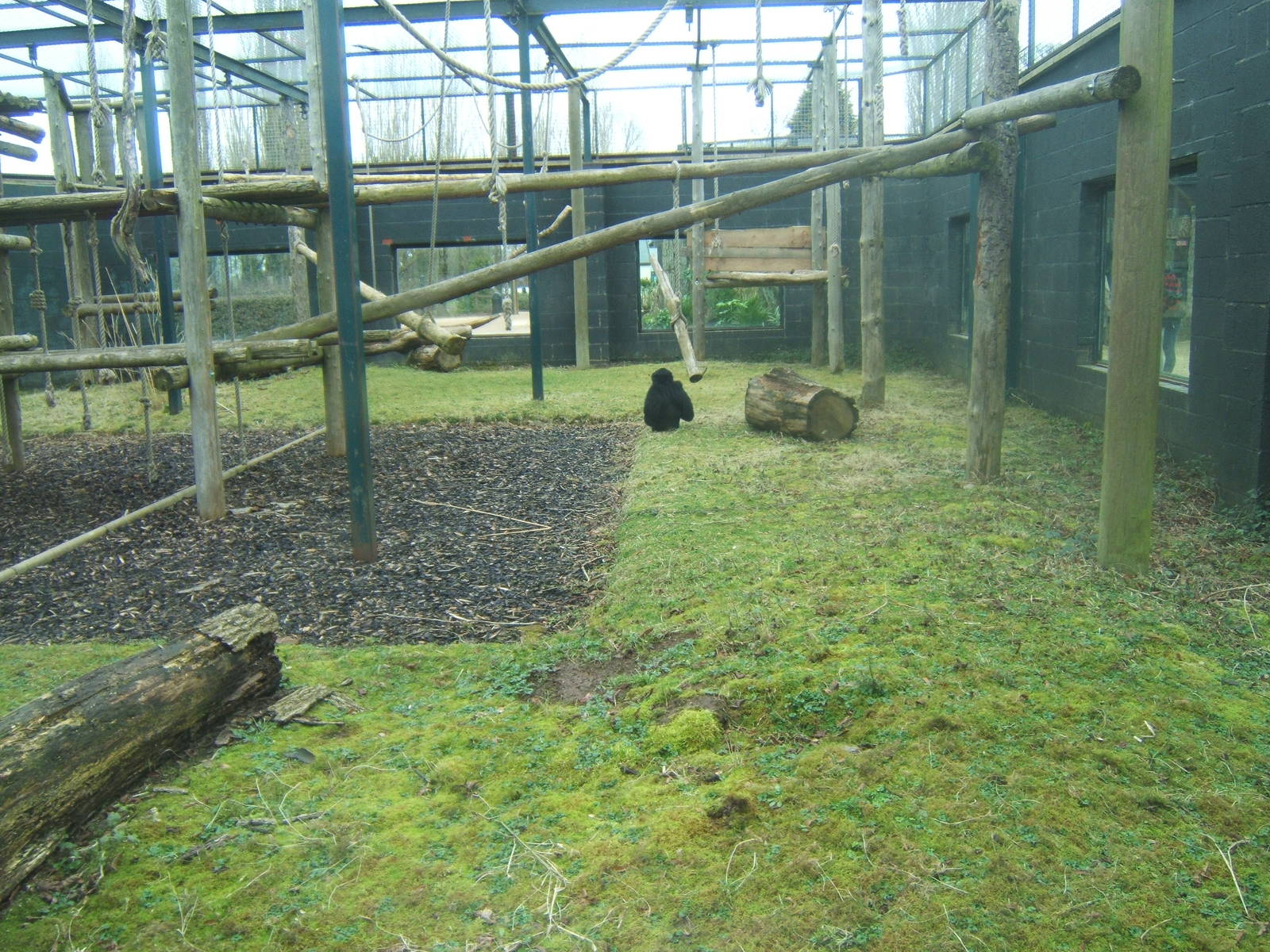 View of part of Siamang enclosure