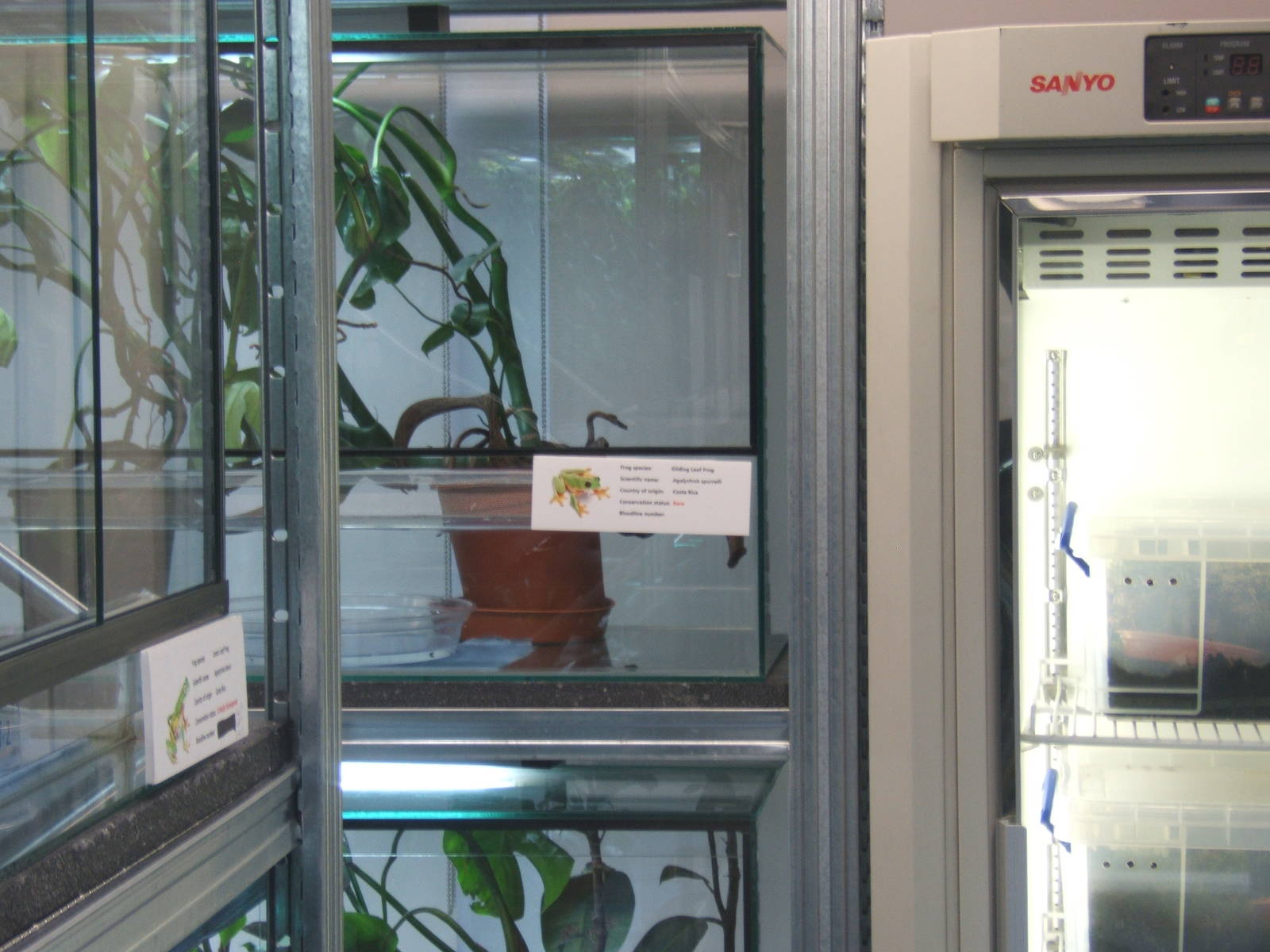 View of part of the amphibian breeding room