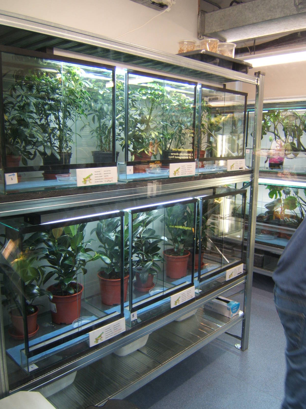 View of part of the amphibian breeding room