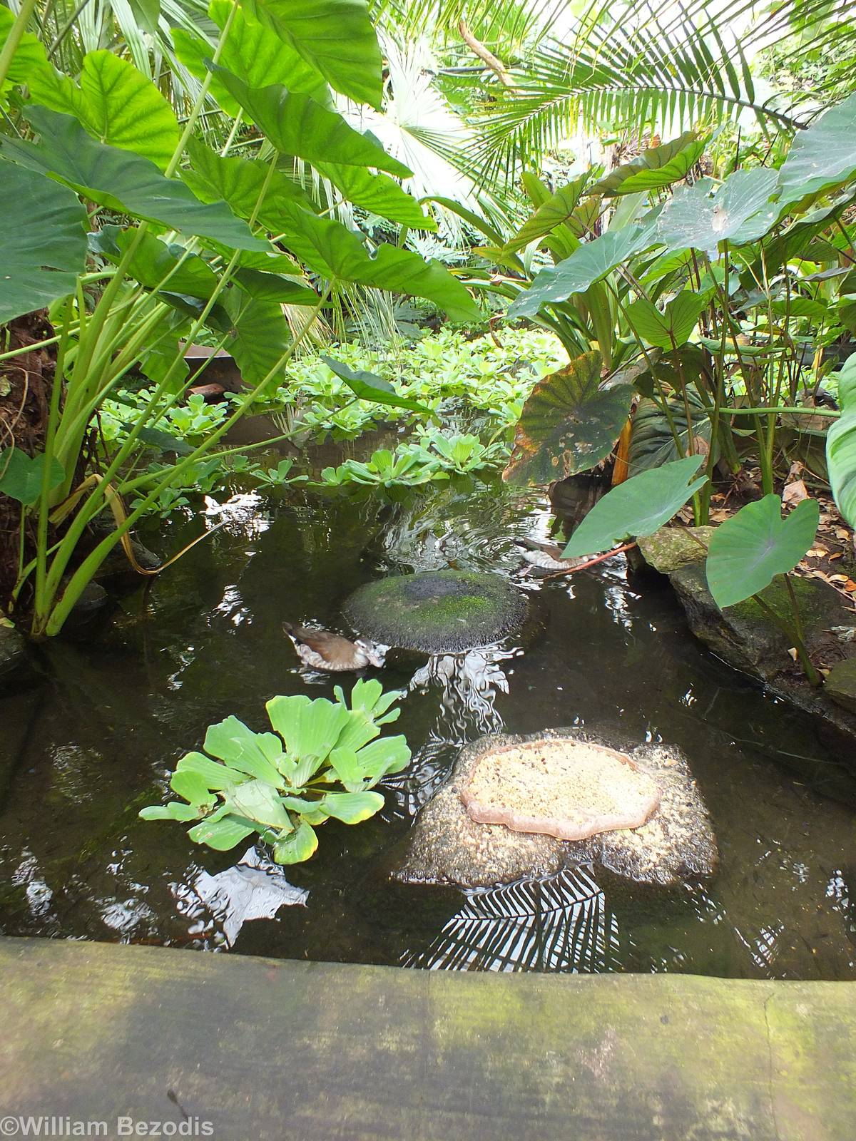 View of Part of the Central Pond