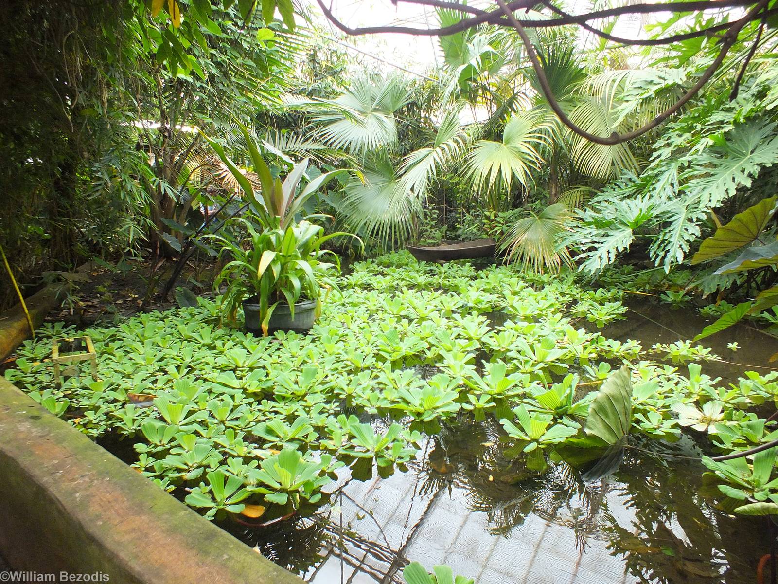 View of Part of the Central Pond