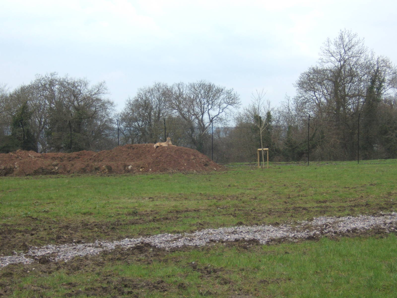 View of part of the Cheetah complex