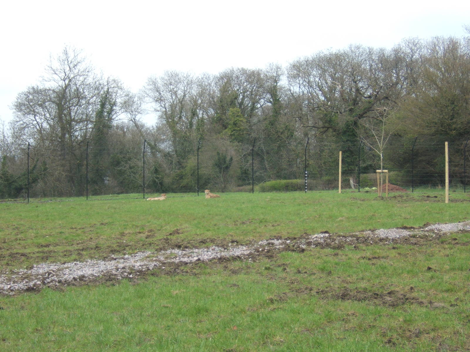 View of part of the Cheetah complex