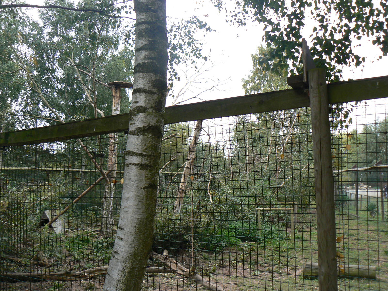 View Of Part Of The Coati Enclosure