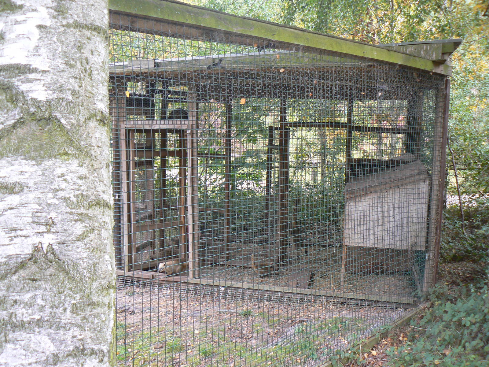 View Of Part Of the Coati Enclosure
