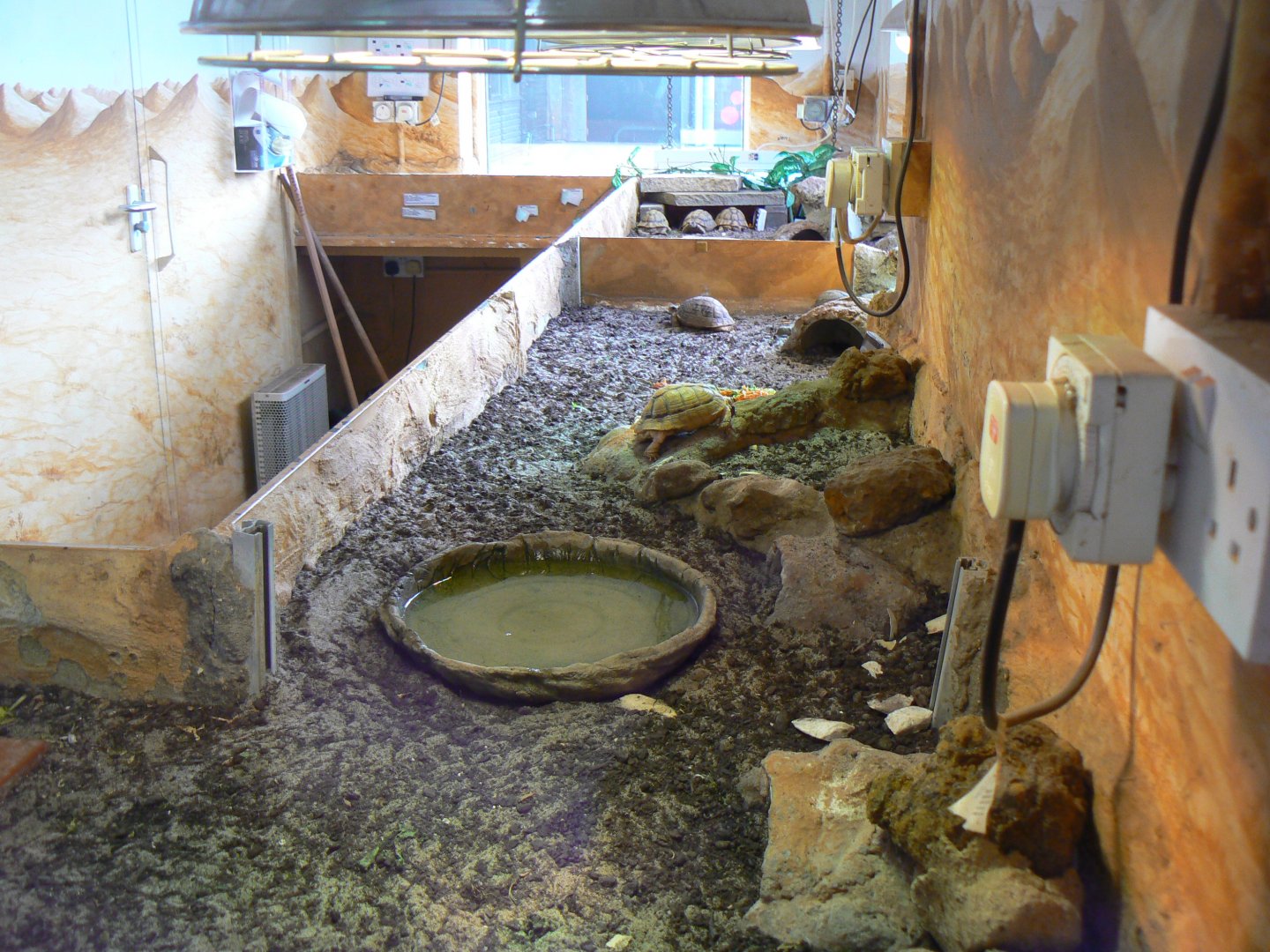 View of Part of the Egyptian Tortoise Room  - 15 October 2016