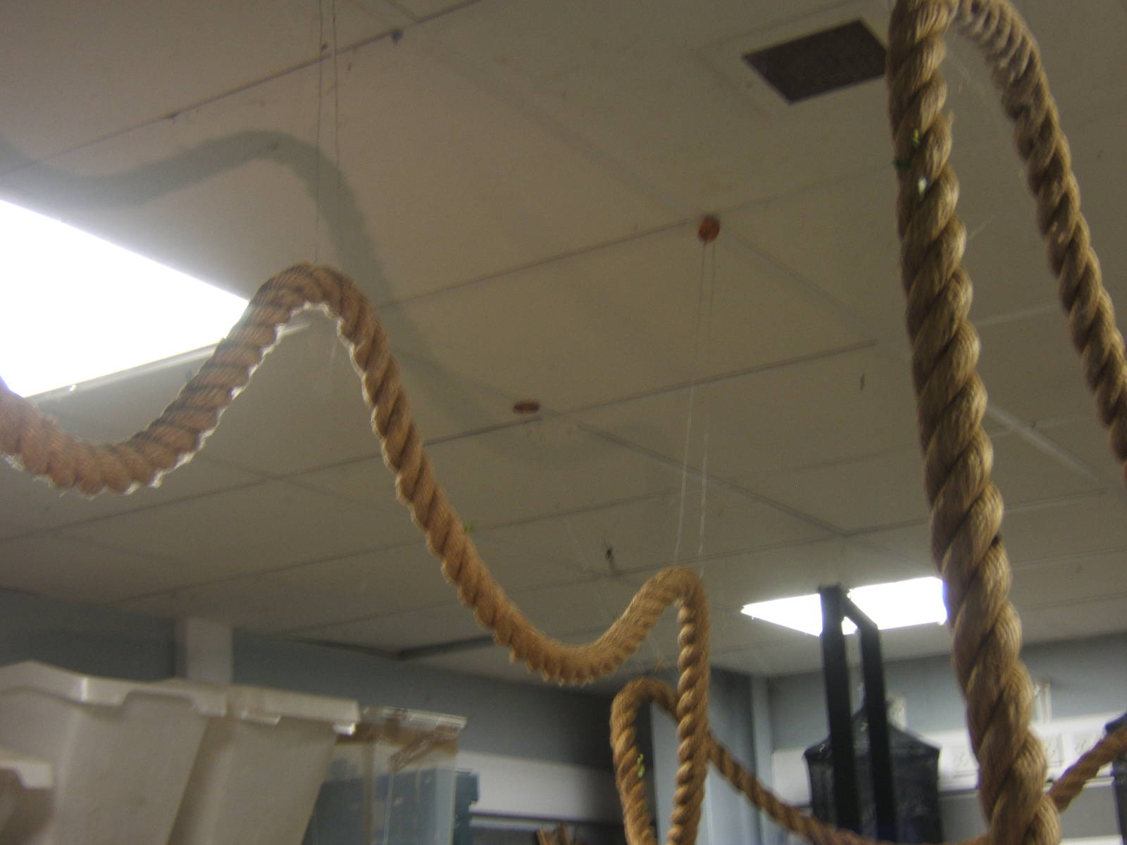 View of Part of the Leaf Cutter Ant rope and Frame for Orb Web Spider