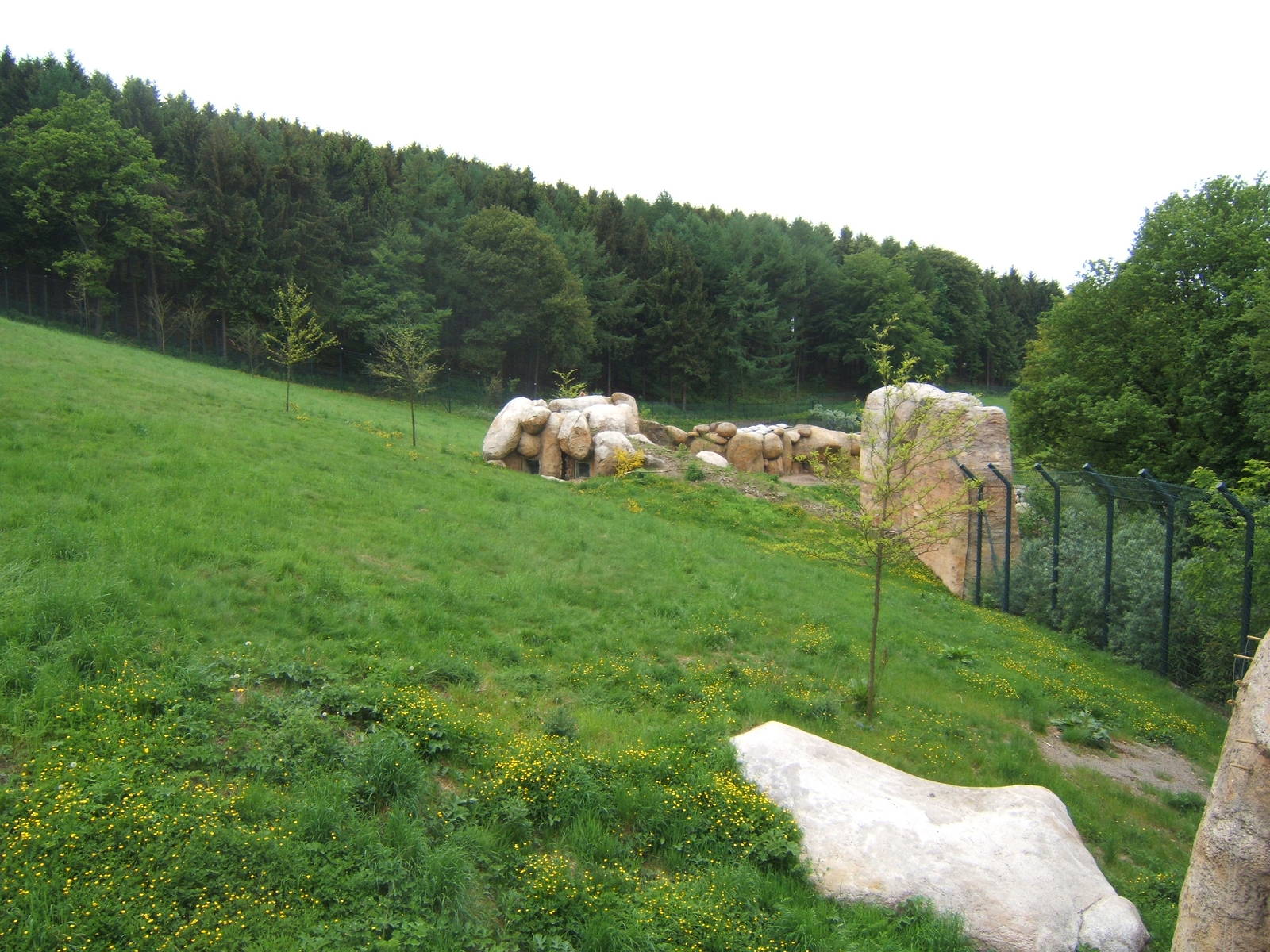 View of part of the Lion enclosure