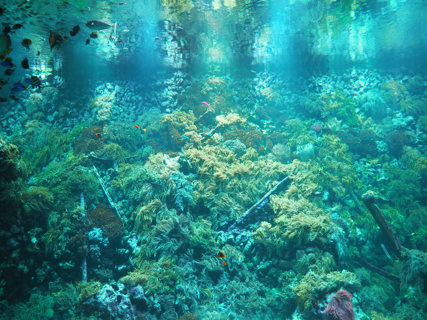 View of part of the living reef, 2020-05-24
