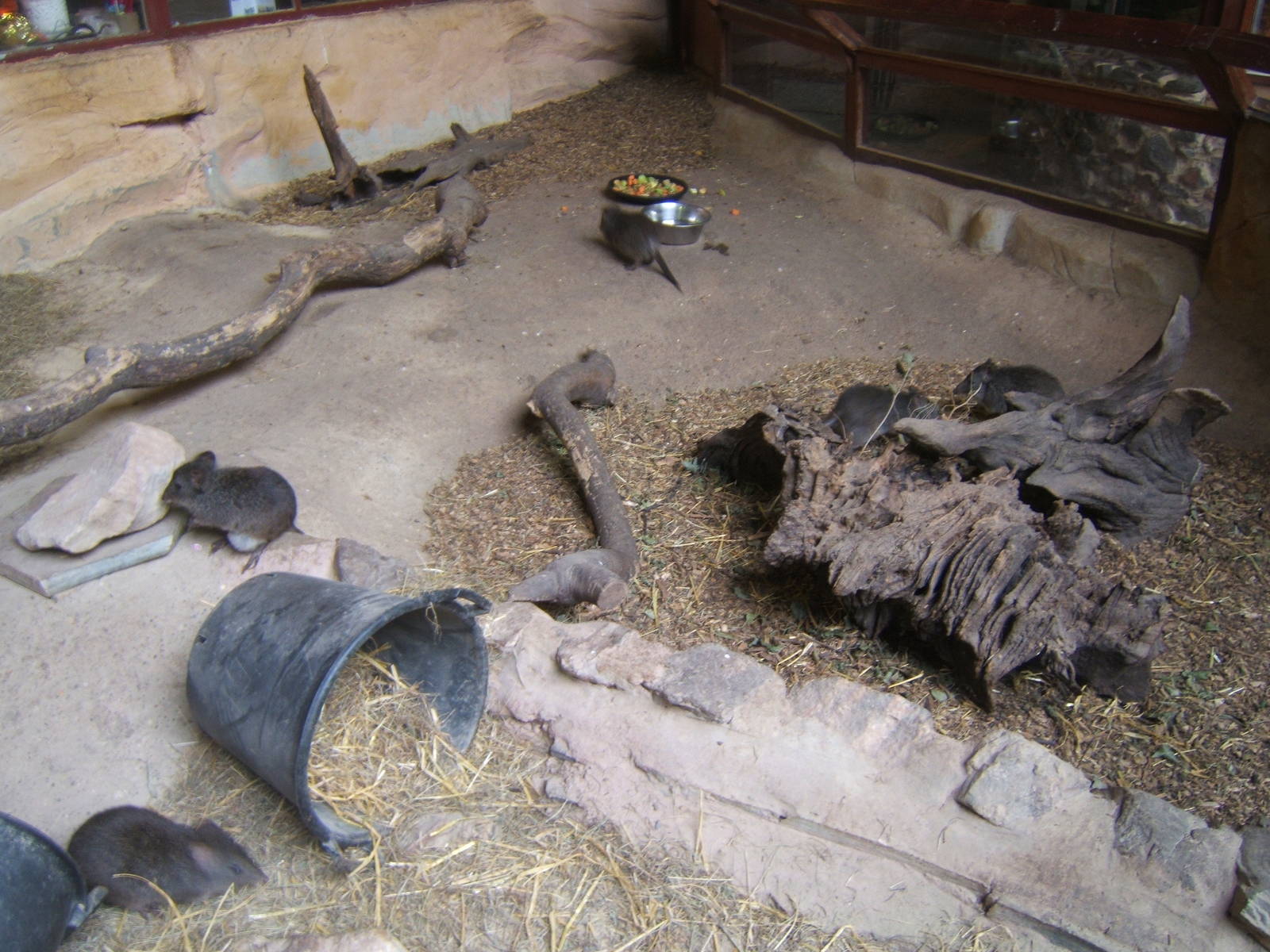 View of part of the Long-nosed Potaroo enclosure