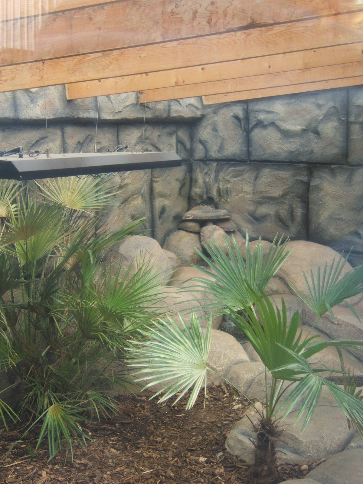 View of part of the Malayan Water Monitor exhibit