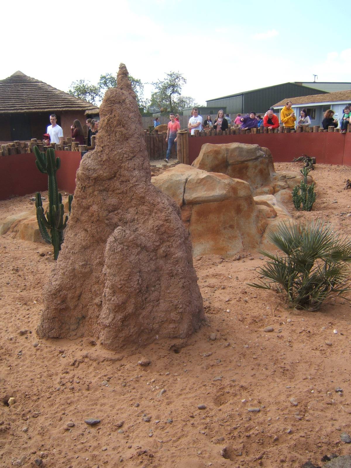 View of part of the Meerkat and Yellow Mongoose exhibit
