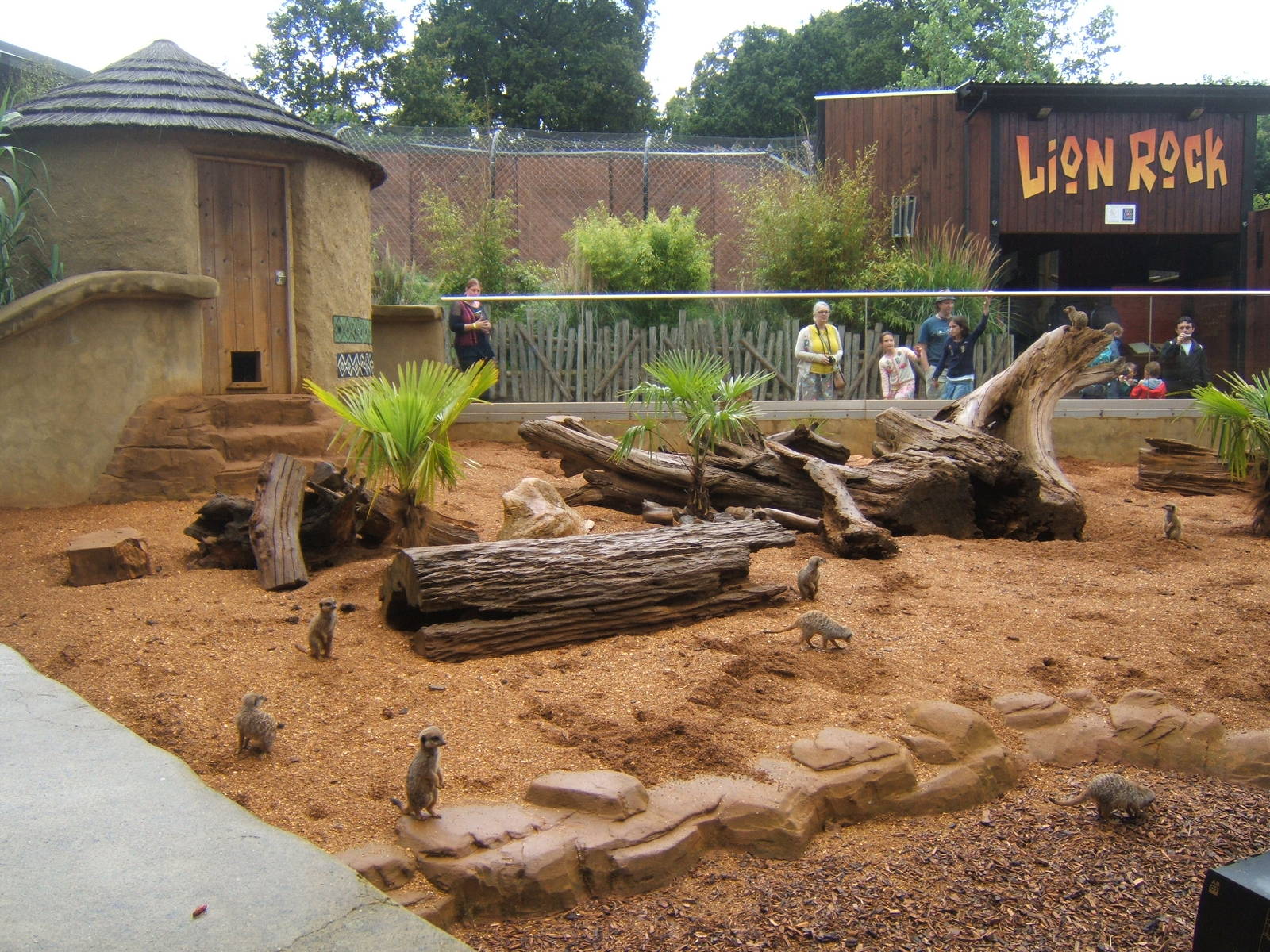 View of part of the Meerkat enclosure