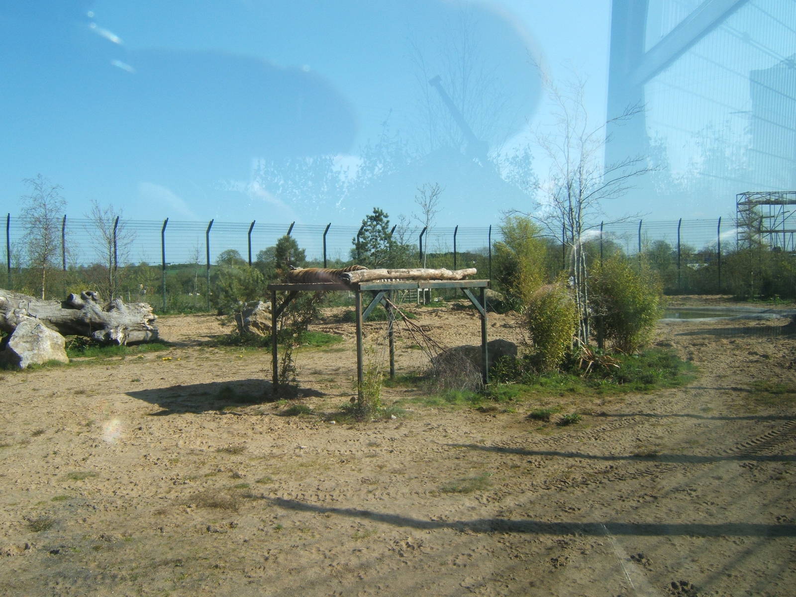 View of part of the new Amur Tiger enclosure