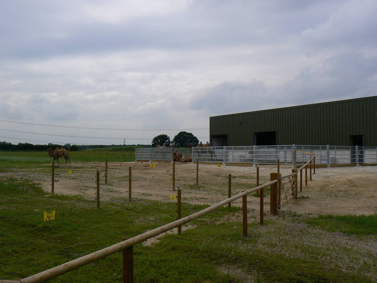 View of part of the New Bactrian Camel Enclosure - 23 June 2016