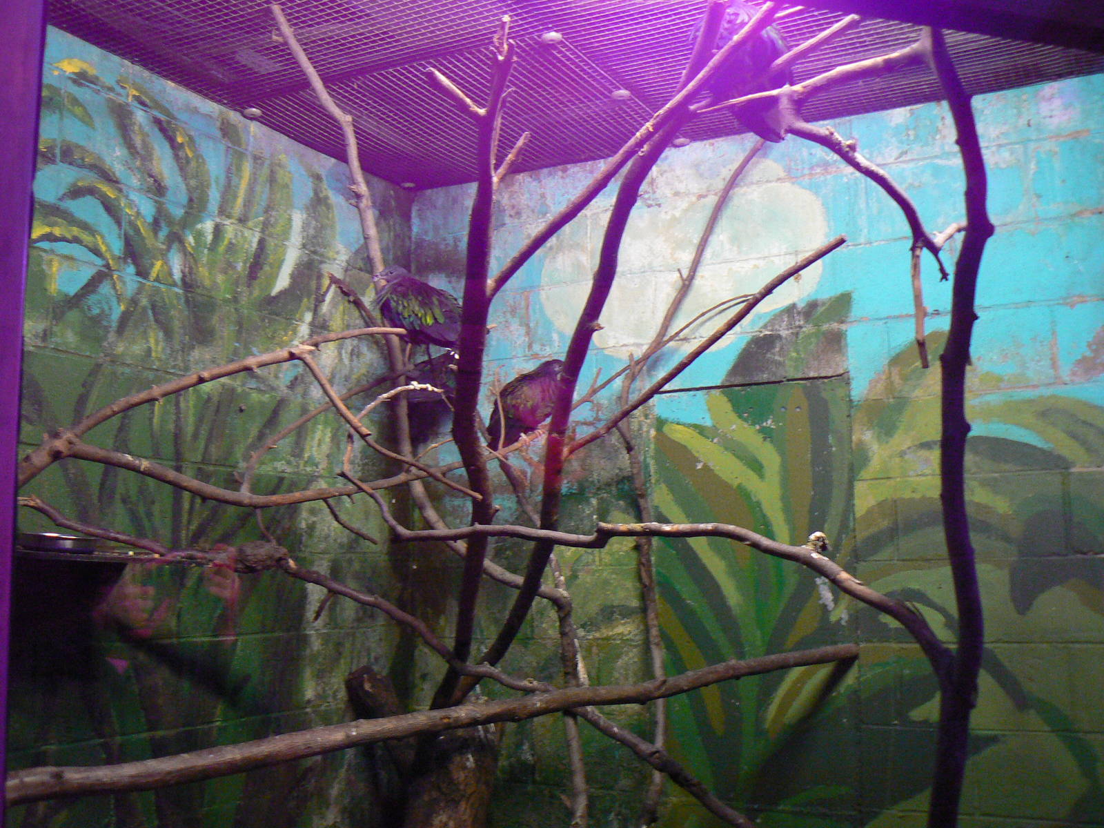 View of Part of the New Nicobar Pigeon Enclosure - 28 November 2015