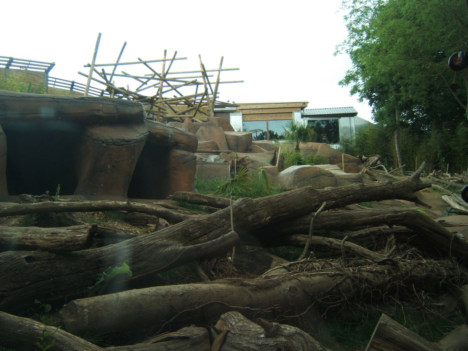 View of part of the outdoor Sun Bear enclosure