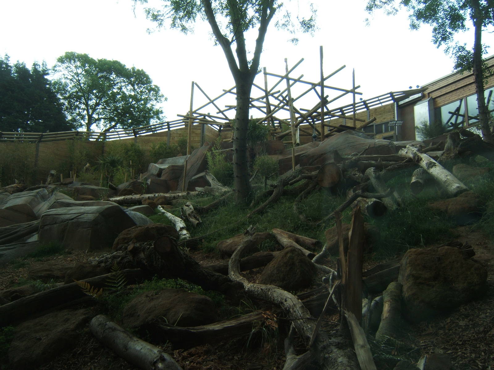 View of part of the outdoor Sun Bear enclosure