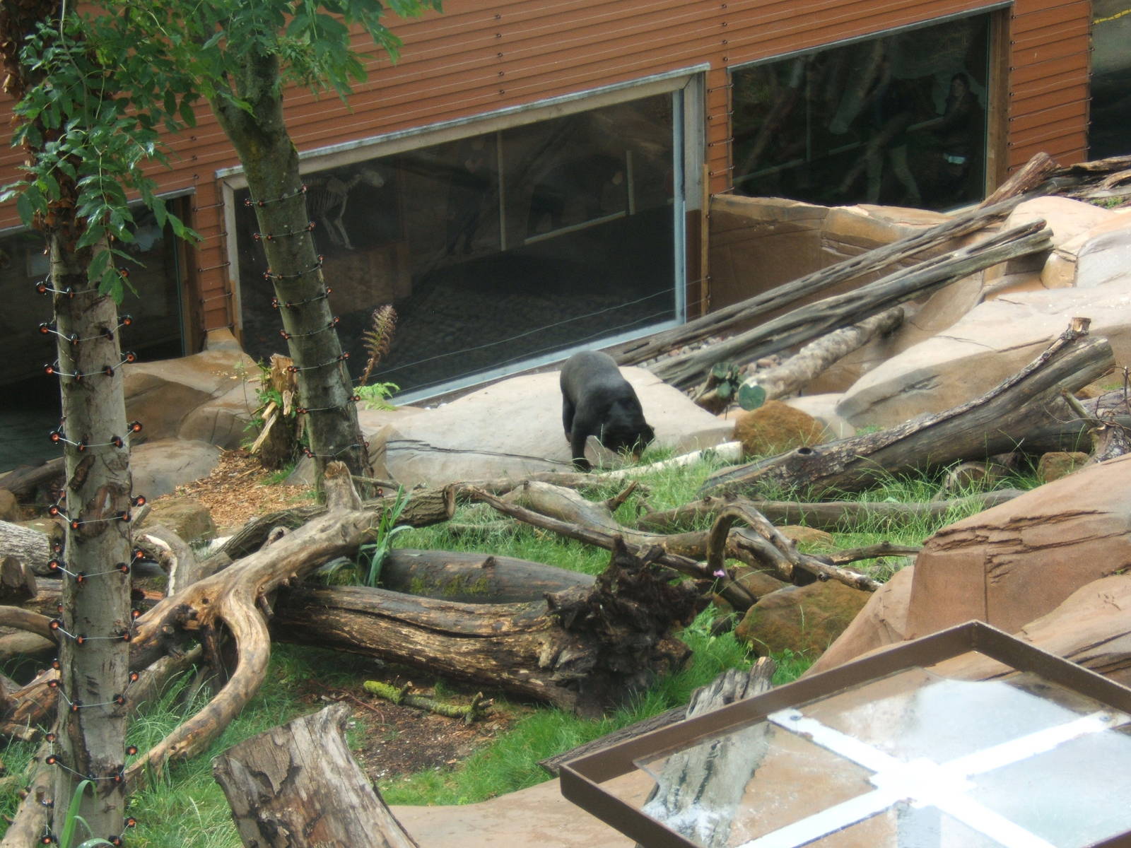 View of part of the outdoor Sun Bear enclosure