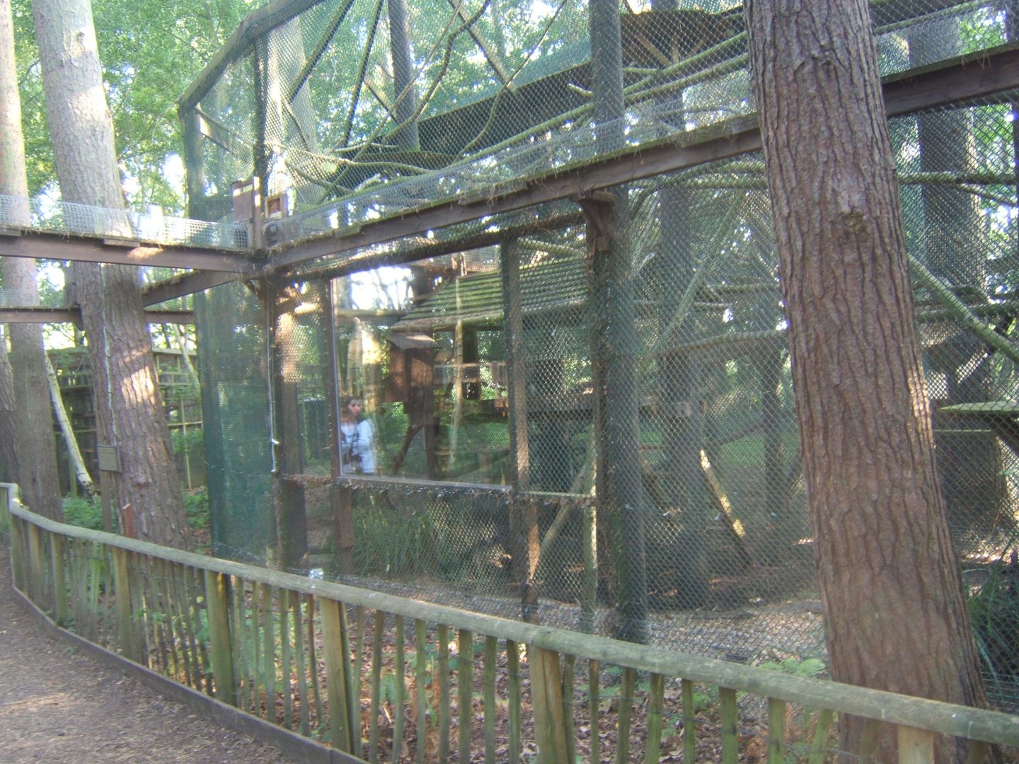 View of part of the Pine Martens enclosure 27/08/2017