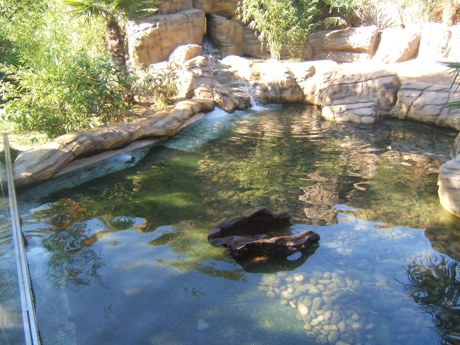 View of part of the Smooth-coated Otter enclosure