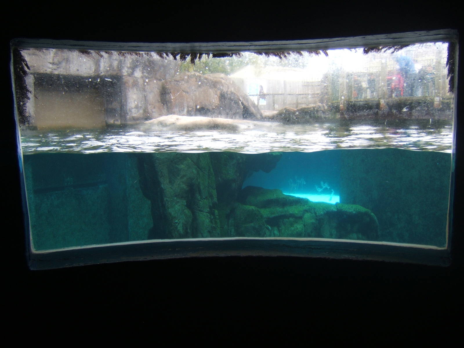 View of part of the South American Fur Seal exhibit