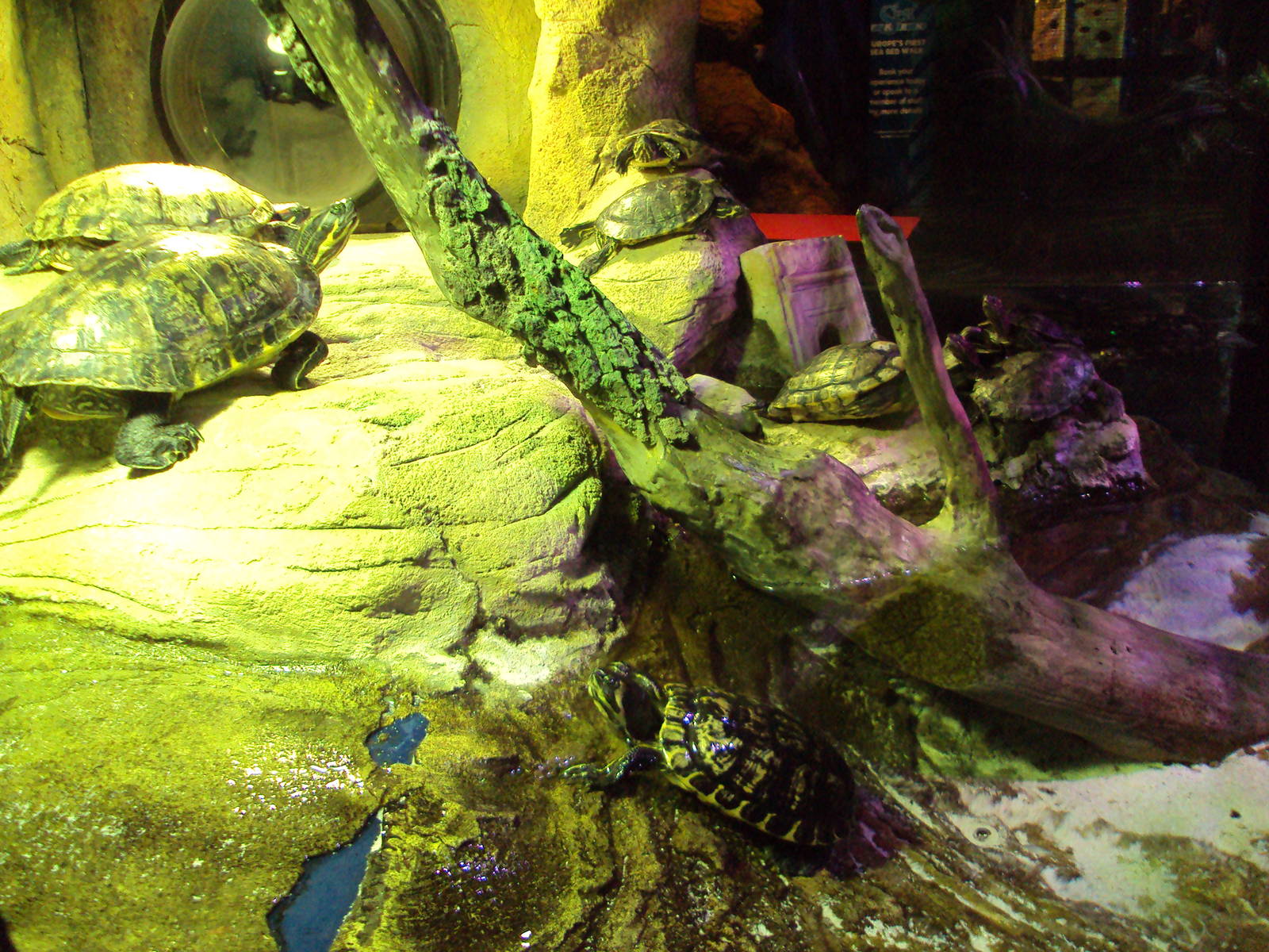 View of part of the Terrapin exhibit