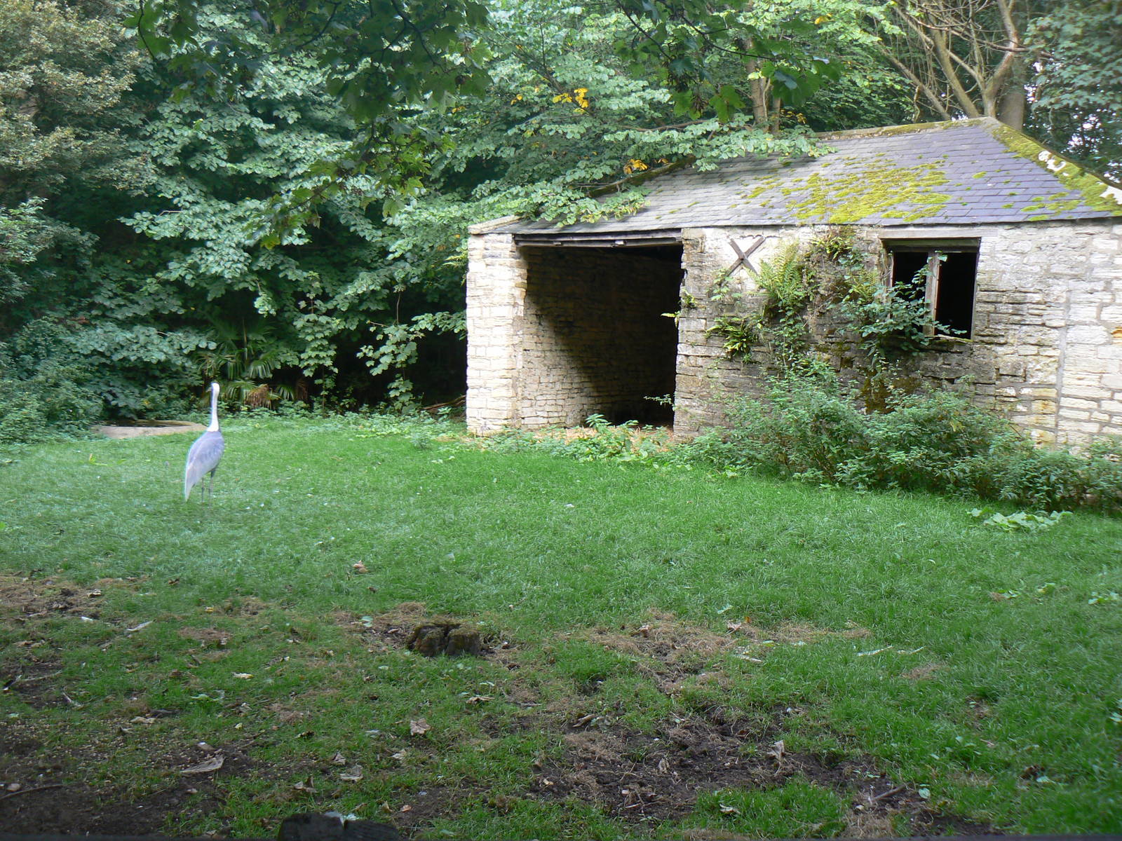 View of Part of the White-naped Crane Enclosure - 17 September 2016