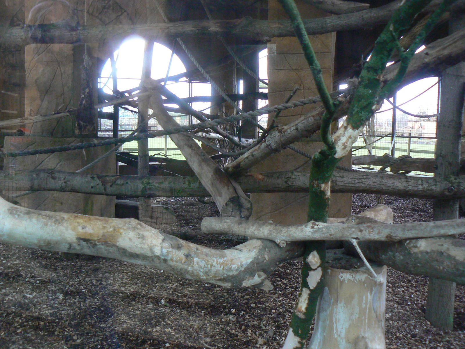 View of part of the White-naped Mangabey Enclosure - 24 January 2016