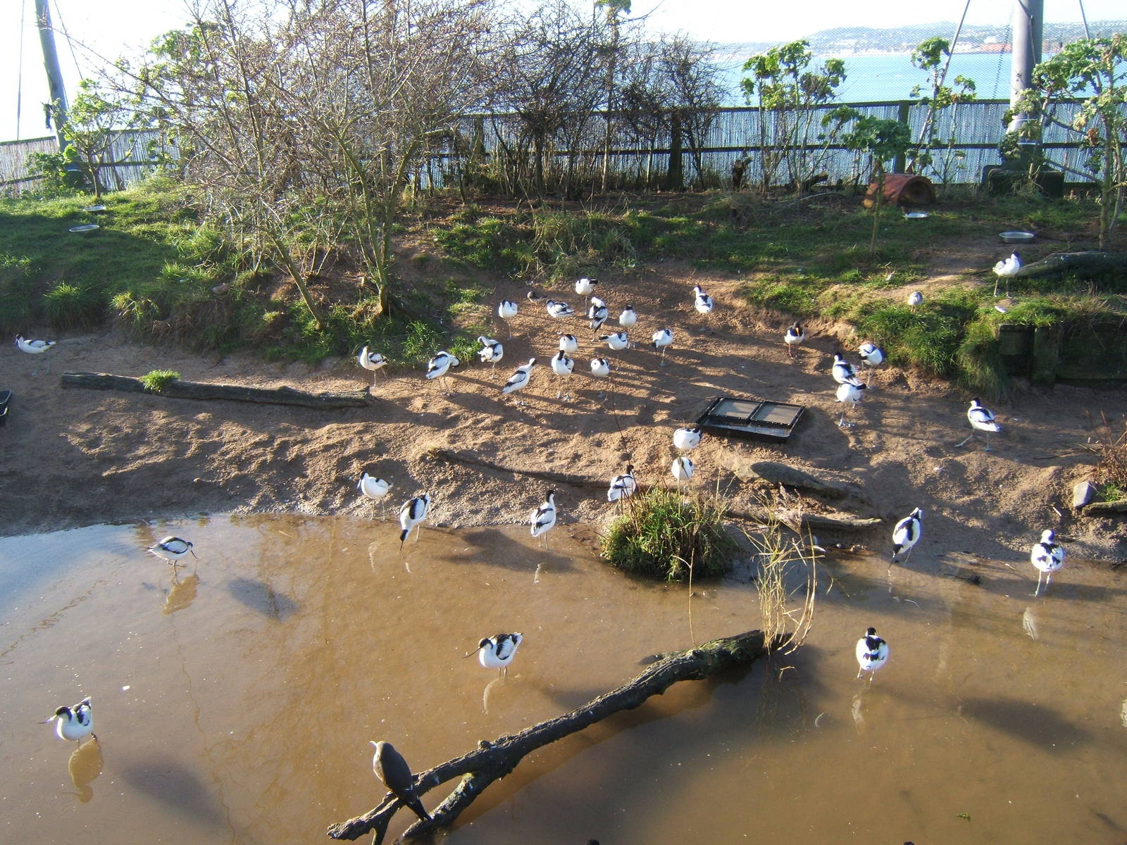 View of part of Wader Beech