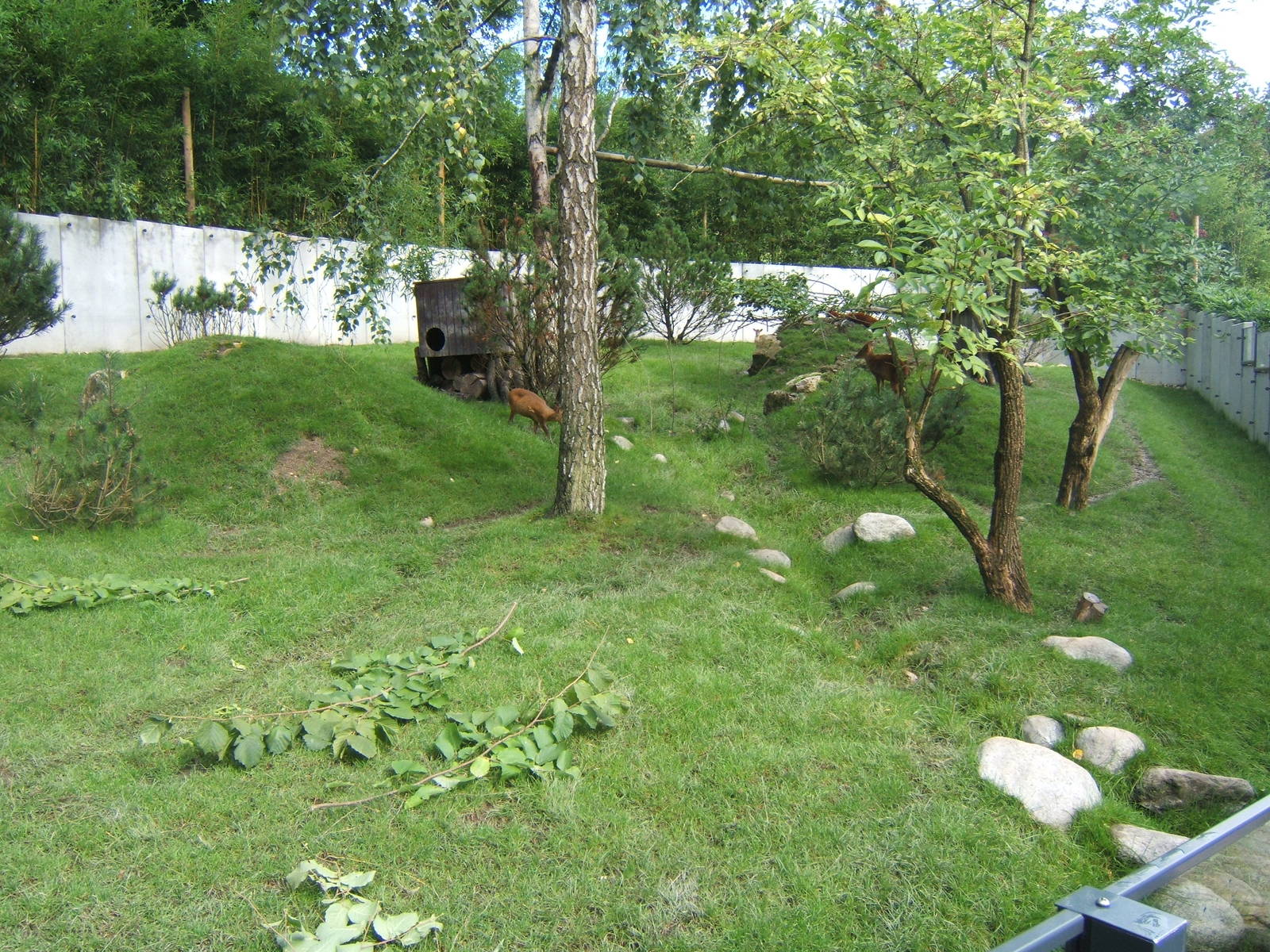 View of part the Red Panda and Reeve`s Muntjac enclosure