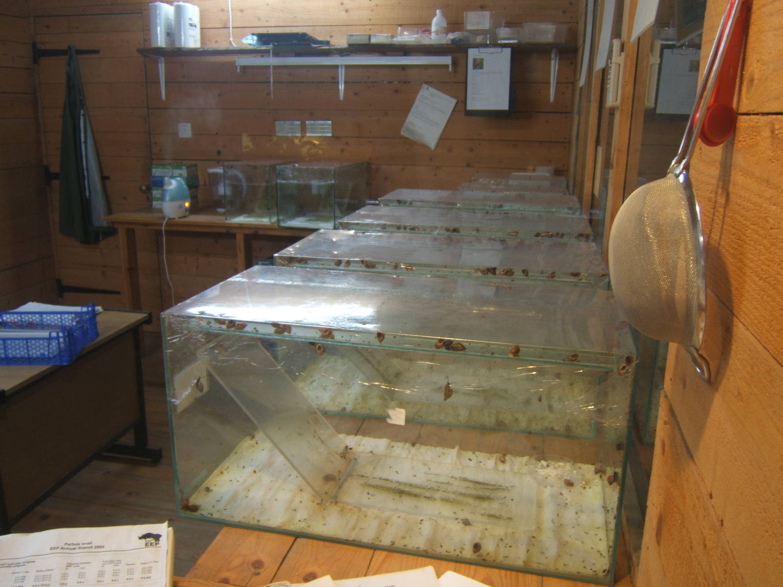 View of Partula Snail breeding room