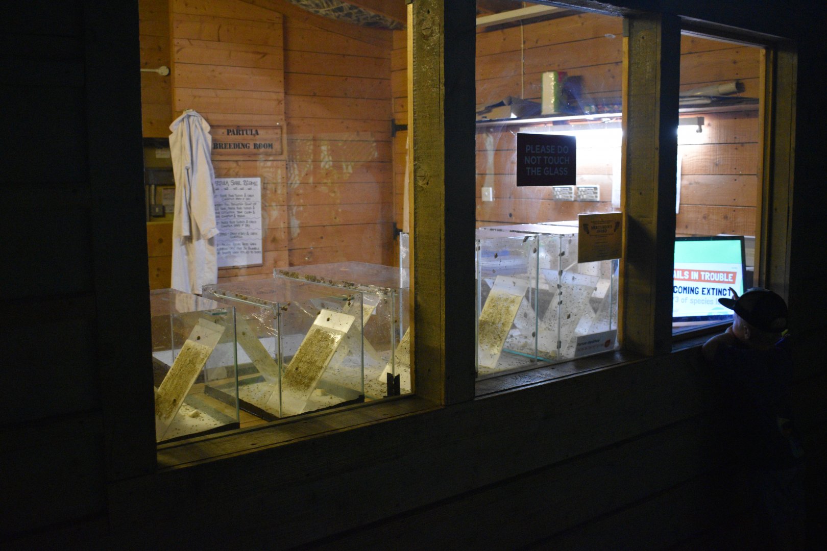 View of Partula snails