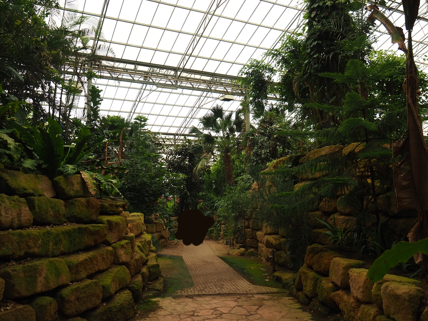 View of pathway in the Tropical hall (Aug 28th, 2018)