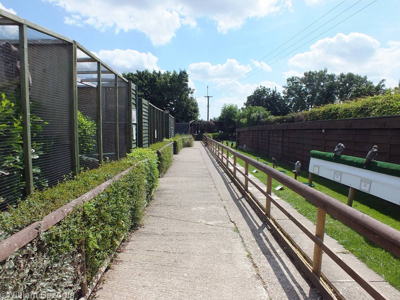 View of Pathway with Aviaries on Left and Perches on Right