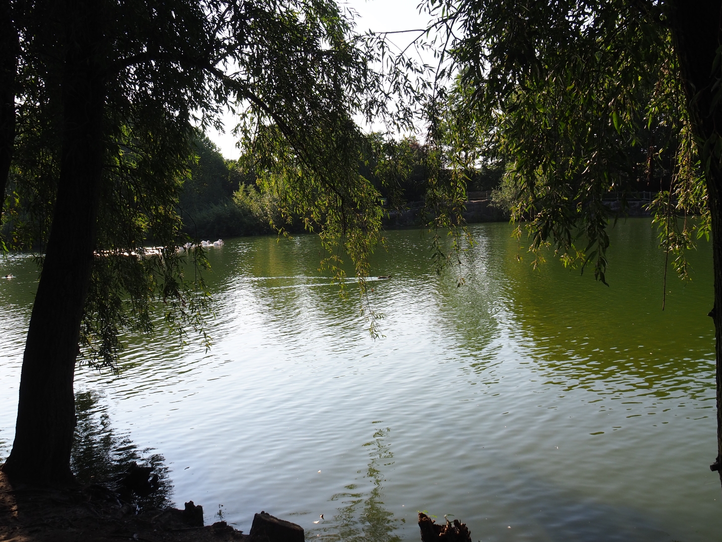 View of pelican lake (Sep 2nd, 2018)
