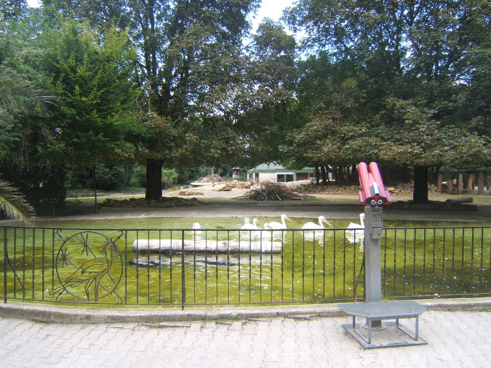 View of Pelicans up to African paddock