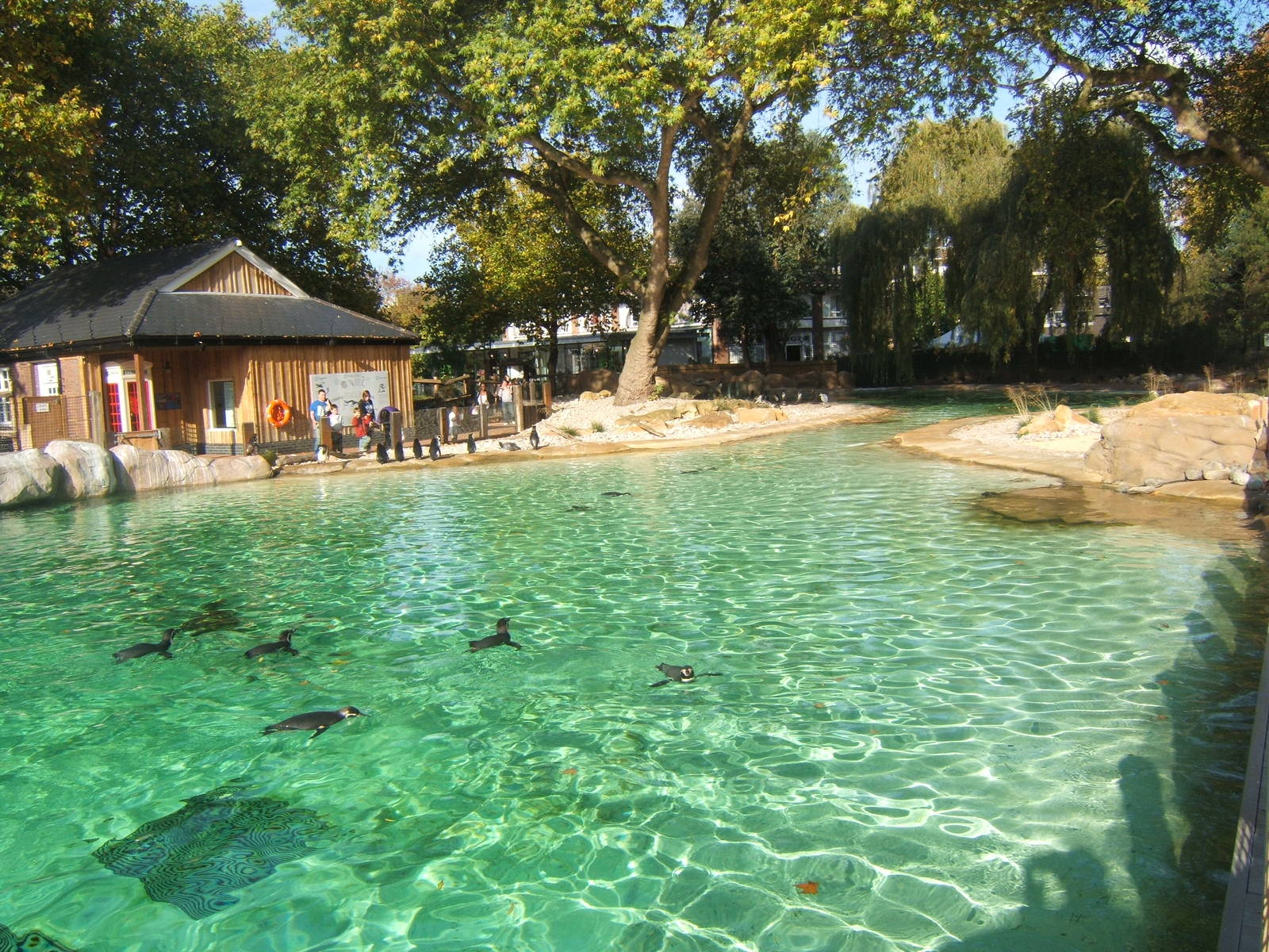 View of Penguin enclosure