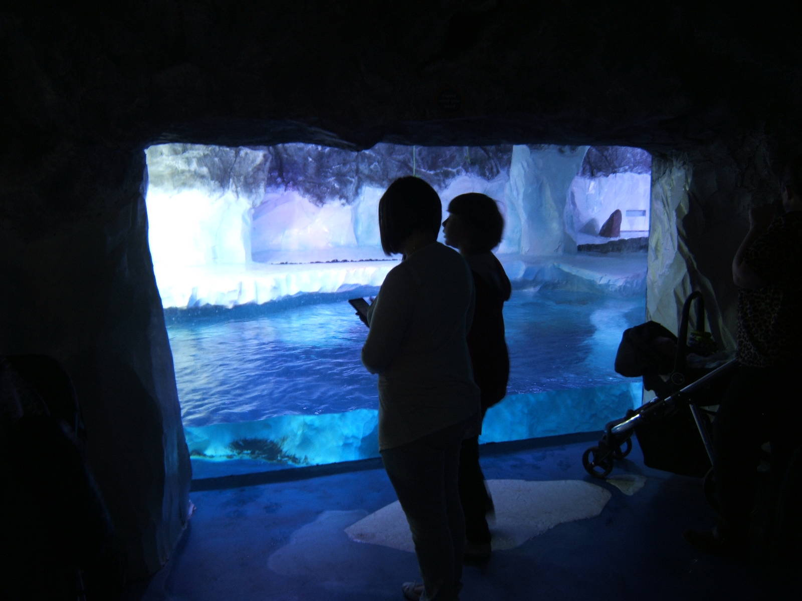 View of Penguin enclosure