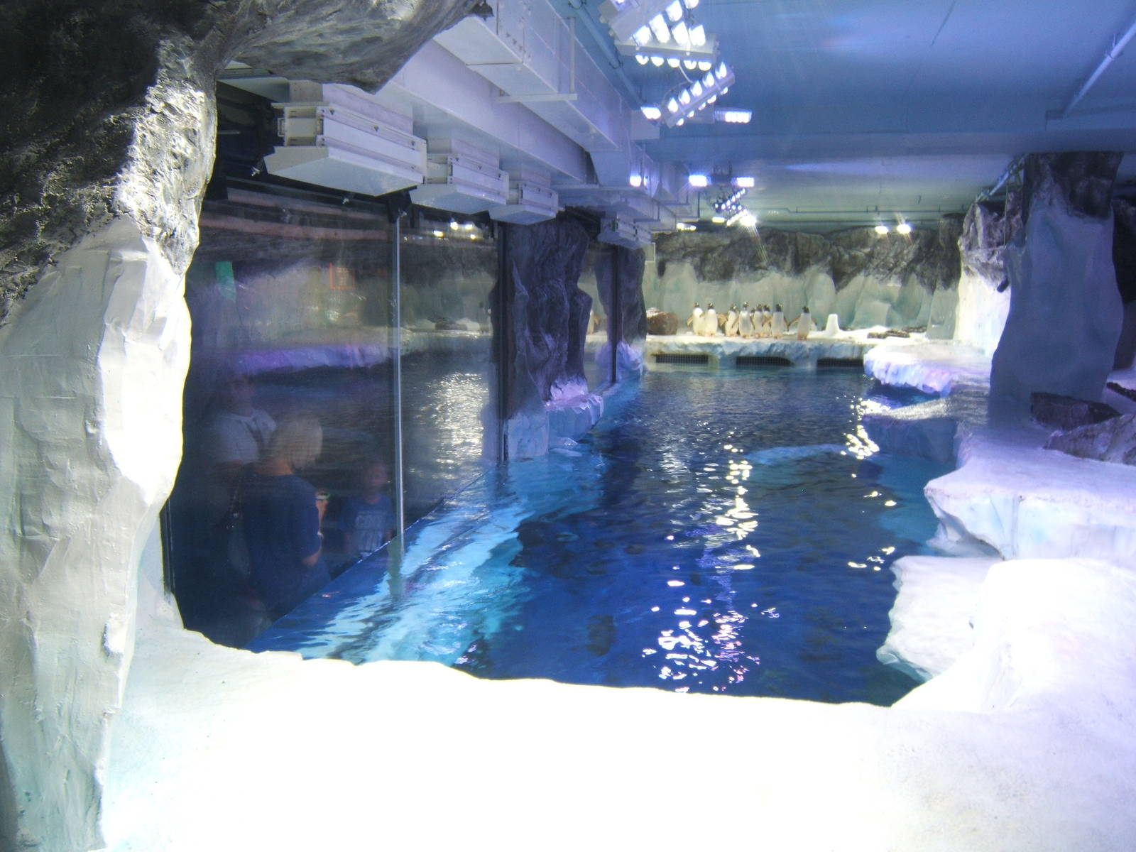 View of Penguin enclosure