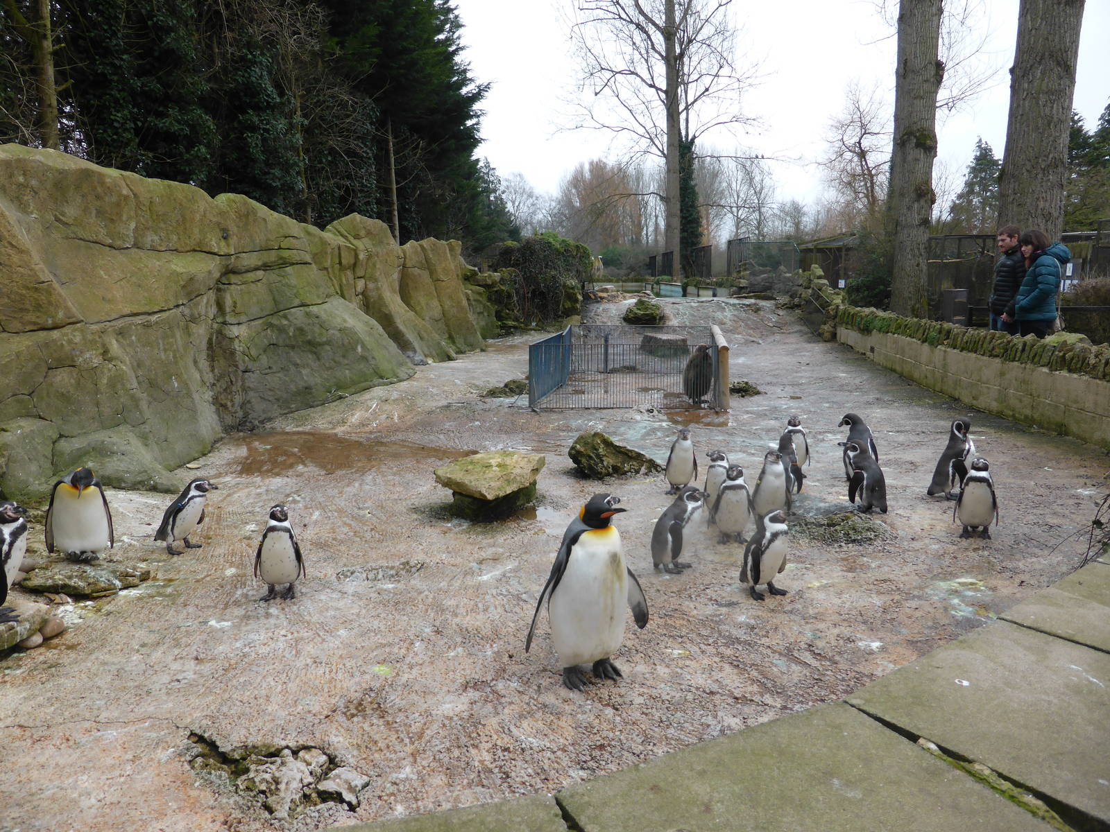 View of Penguin Enclosure .