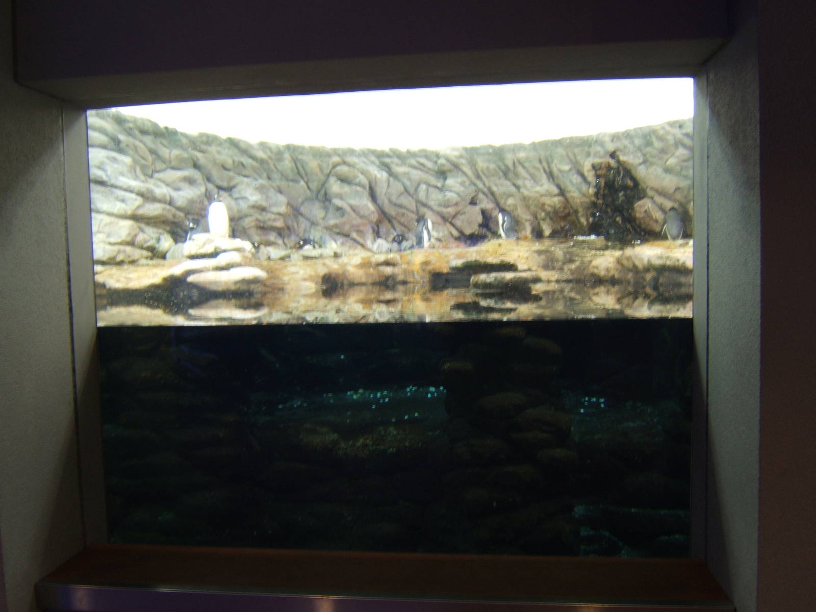 View of Penguin exhibit