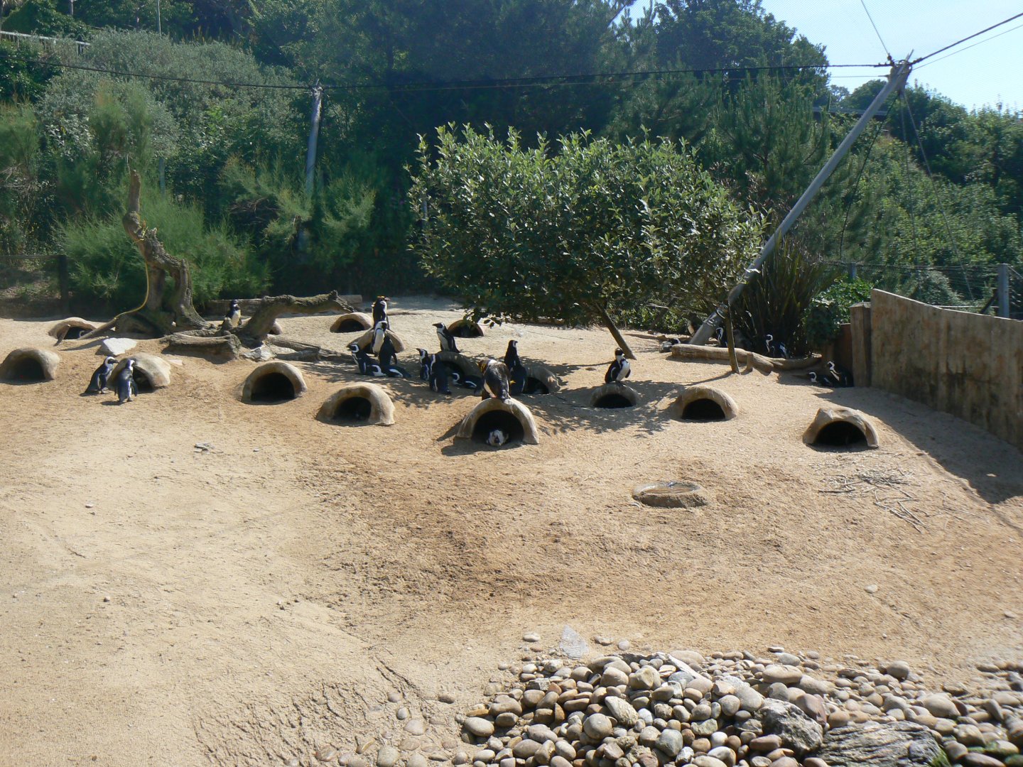 View of Penguin nesting area - 6 July 2018