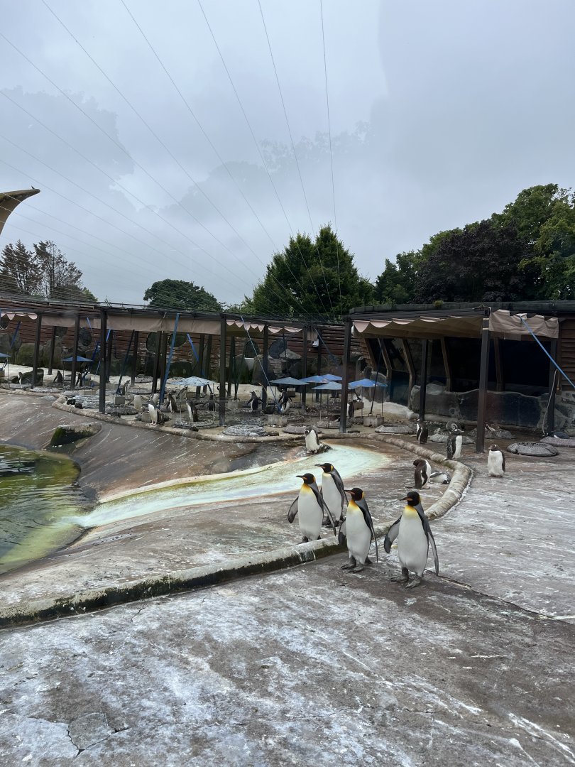 View of penguin nests 16.7.24