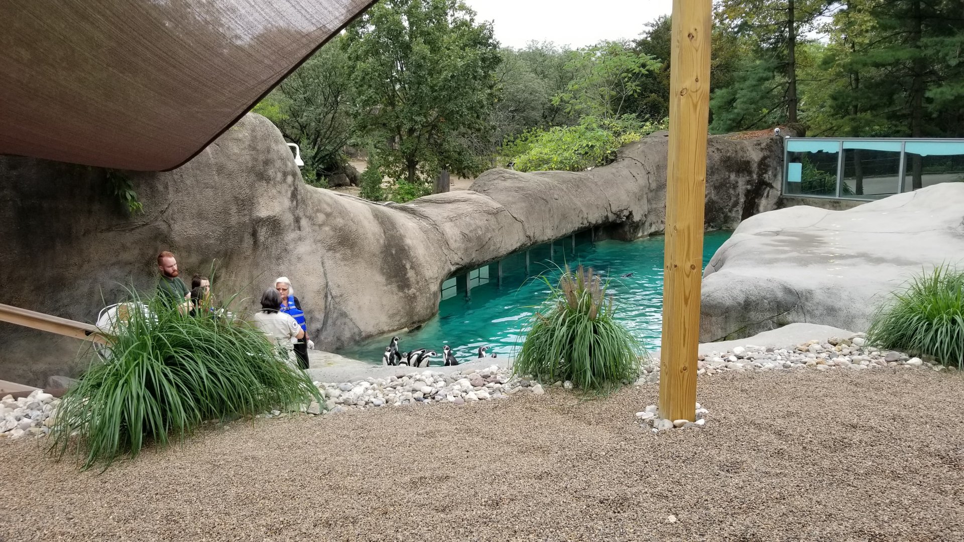 View of penguin pool from viewing platform