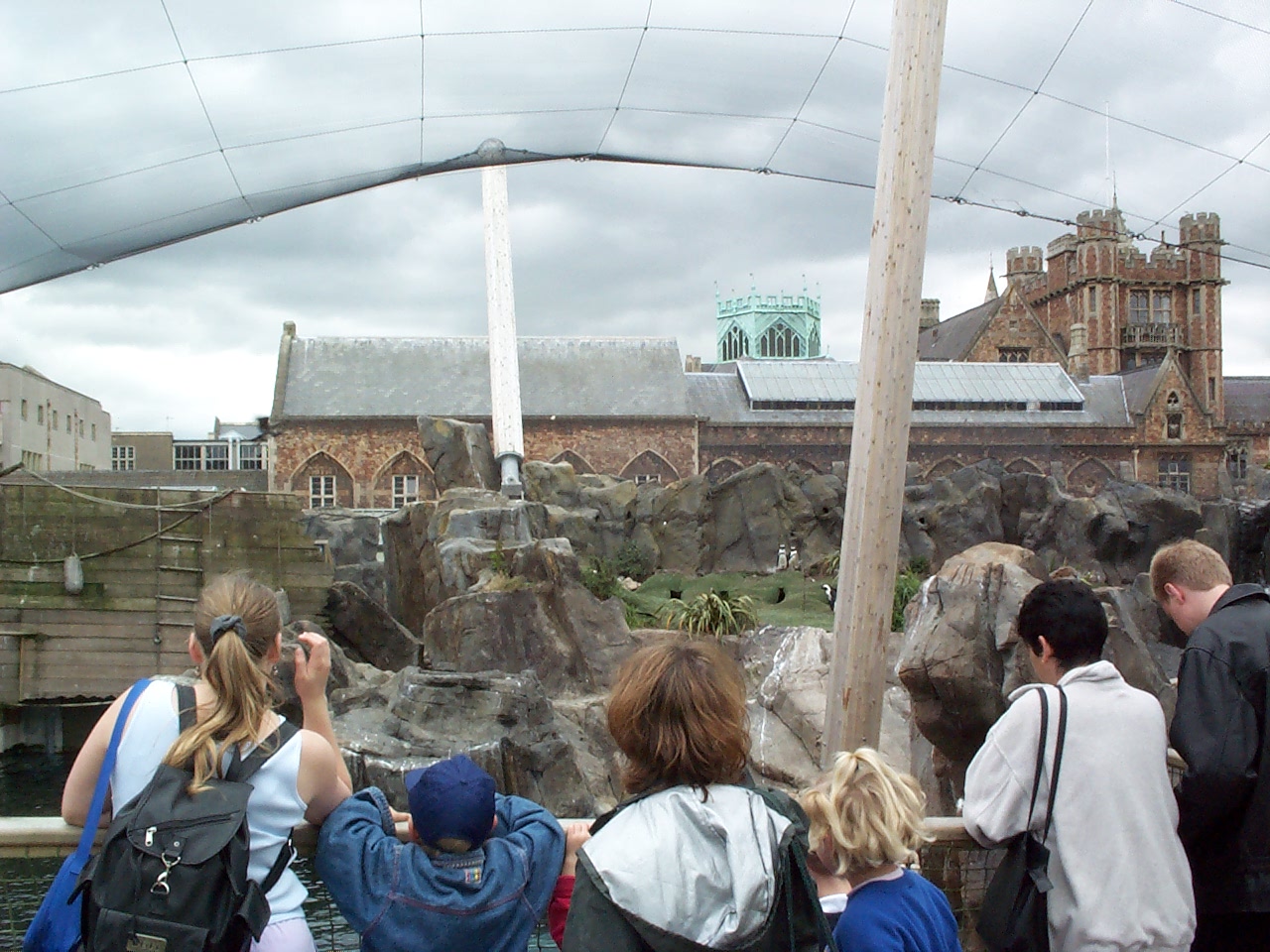 view of penguins July2000